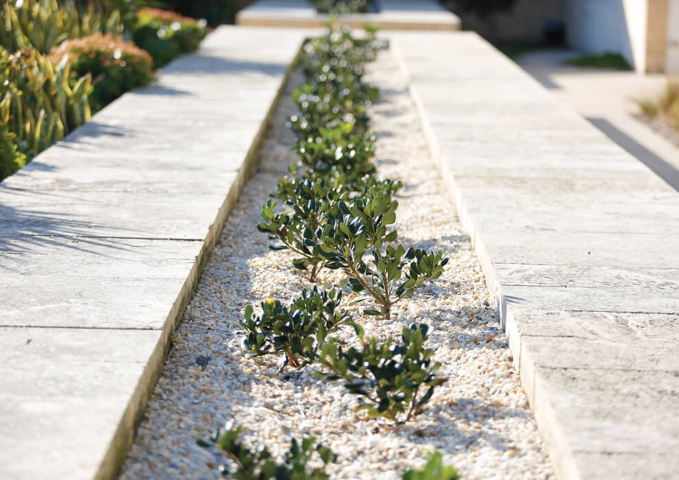 Garden bed with small plants