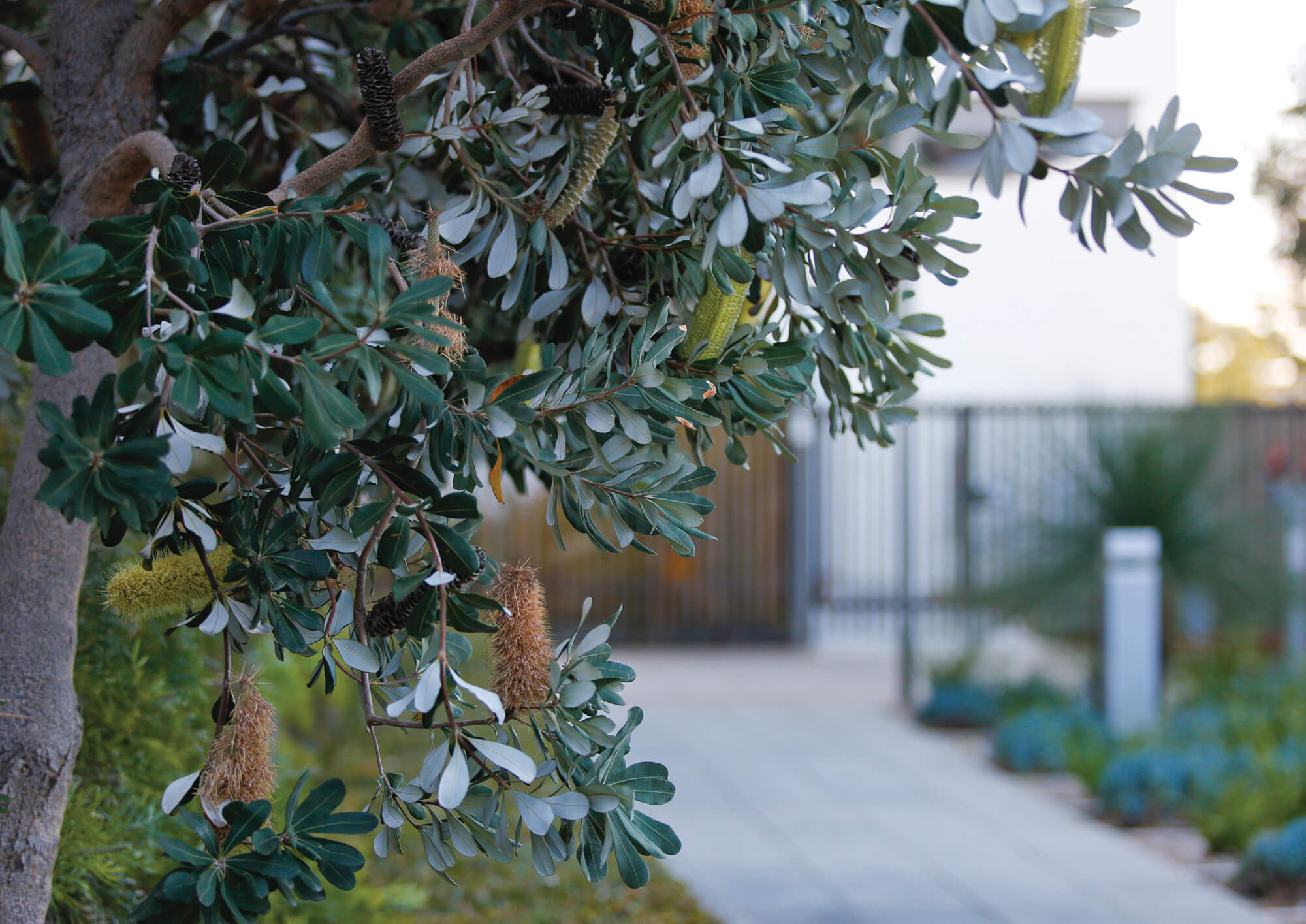 Garden with pathway and tree
