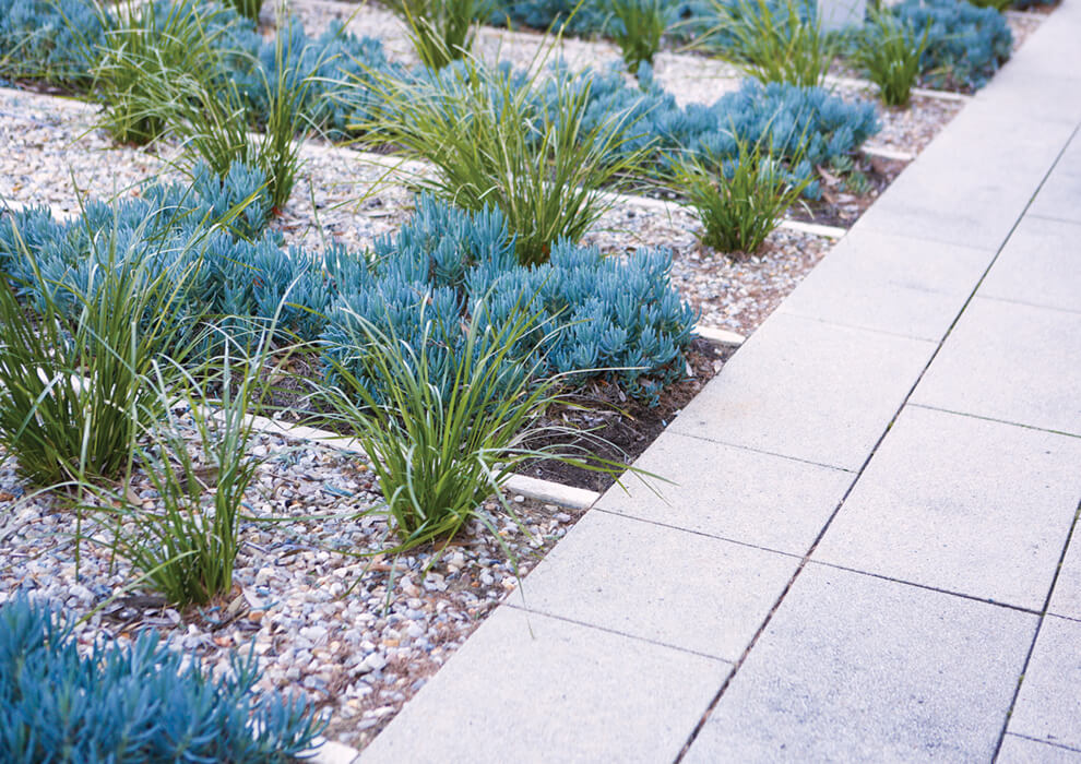 Garden bed with small plants