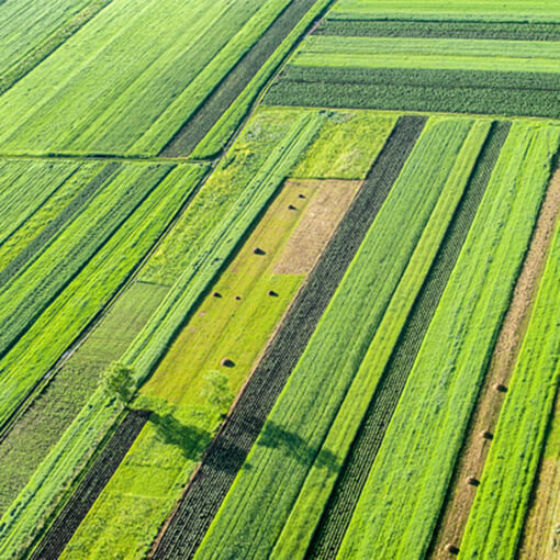 large green field