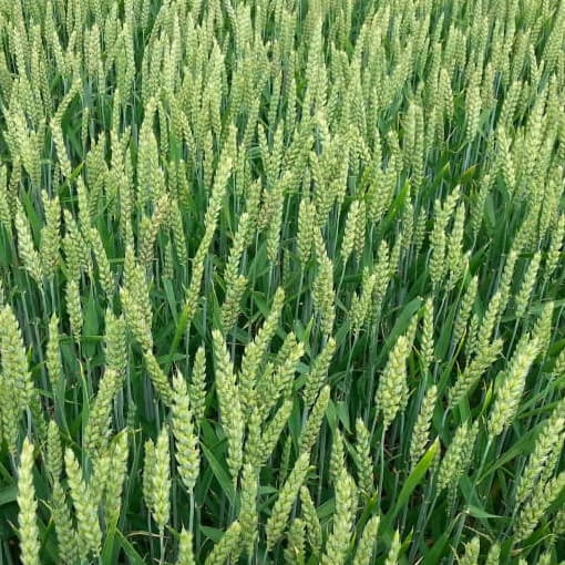 Close up of green wheat in a field