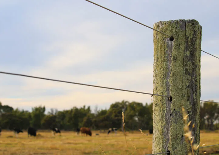 Close up of farm fence with grazing cows in background