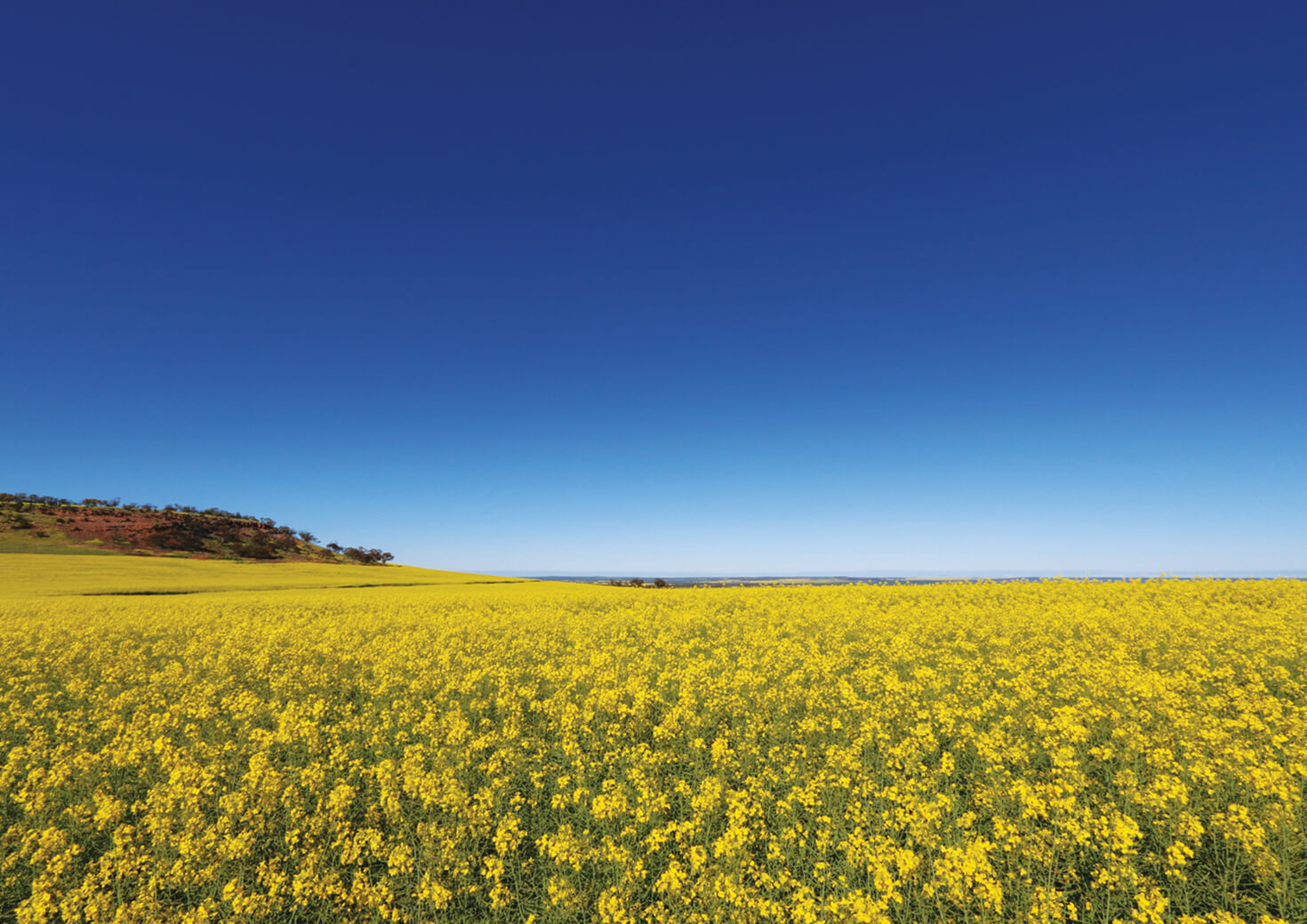 A field of yellow wildflowers and a blue sky