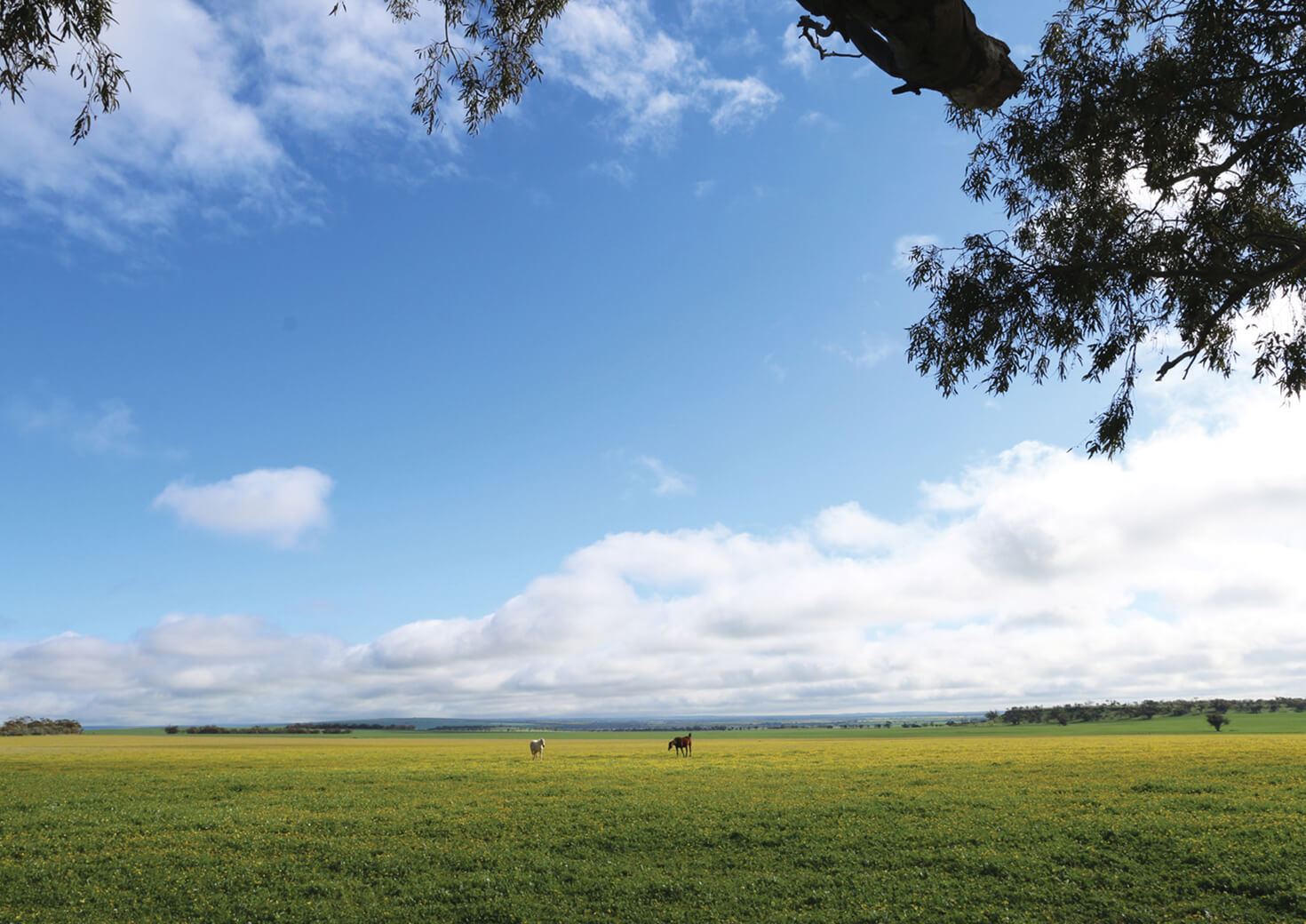 Lush Mingenew field with two horses grazing in distance
