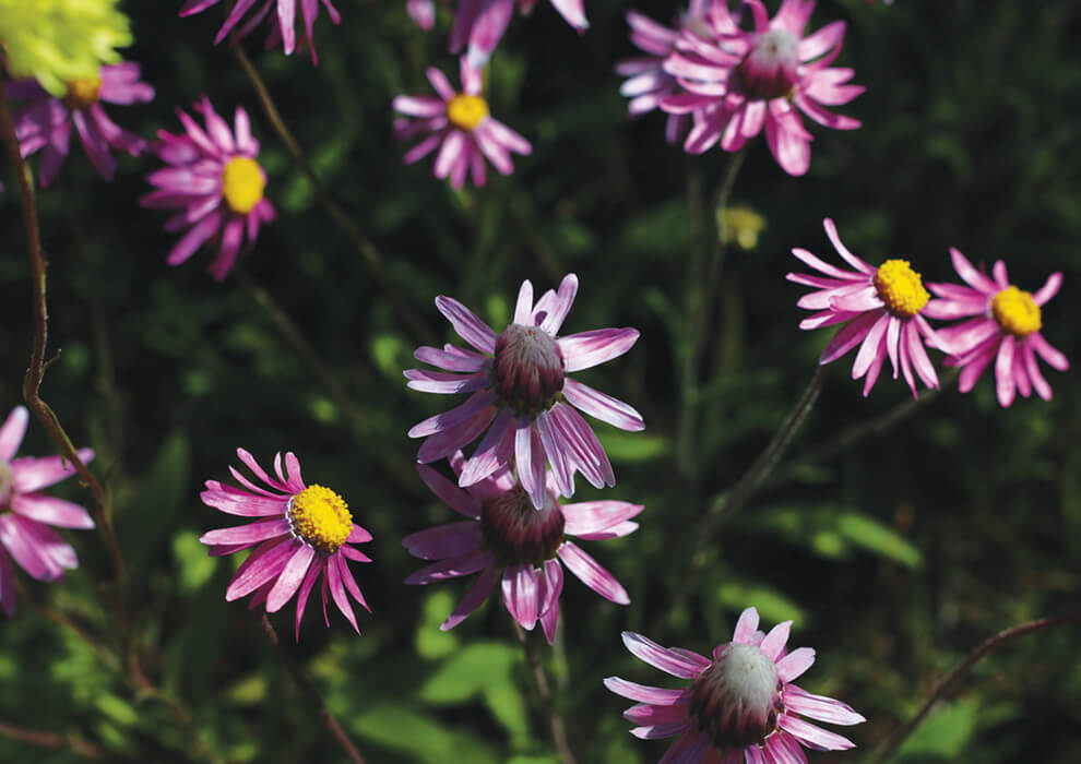 Close up of purple flowers found in Mingenew