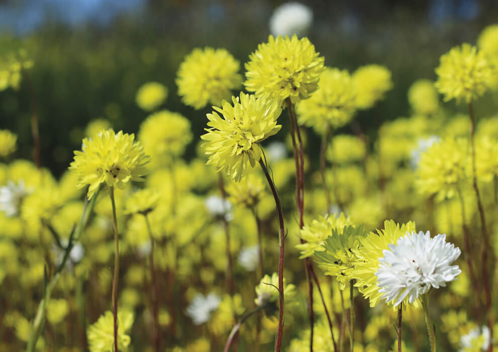 Close up of yellow and white wildflowers